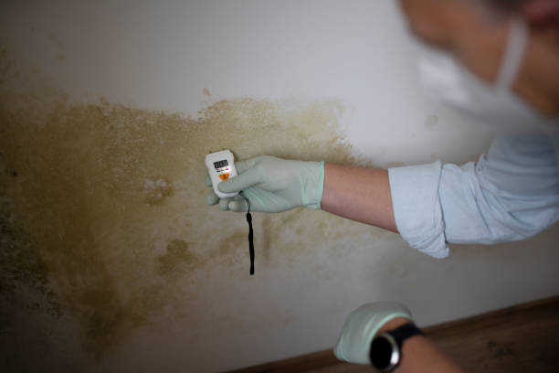 Best Residential Mold Remediation in Oakville, MO