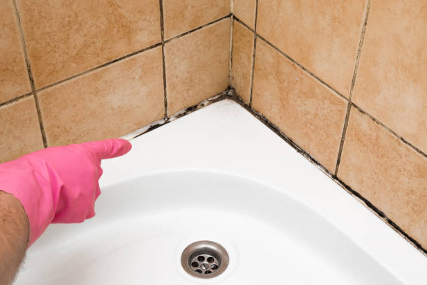 Best Black Mold Remediation in Oakville, MO